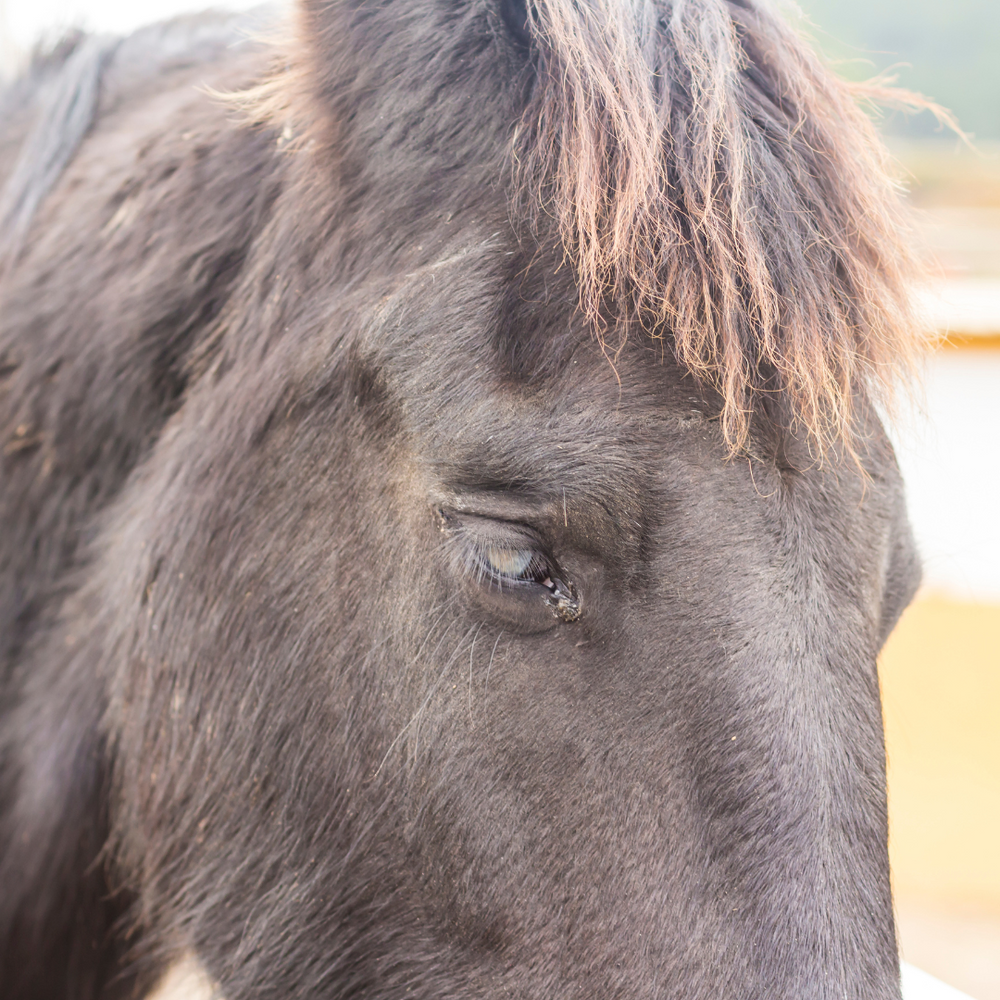 Pferd mit Grauer Star